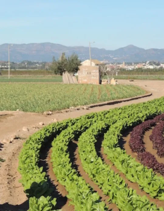 La huerta valenciana de El Palmaret